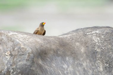 Bir Bufalo Burnu 'nun (Syncerus caffer) arkasında sarı gagalı öküzkakan (Buphagus africanus), Amboseli ulusal parkı, Kenya.