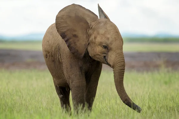 Elefante Africano Neonato Loxodonta Africana Che Gioca Sulla Savana Parco — Foto Stock