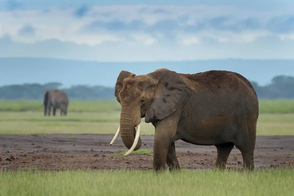 Afrikanischer Elefant Loxodonta Africana Steht Auf Der Savanne Amboseli Nationalpark — Stockfoto