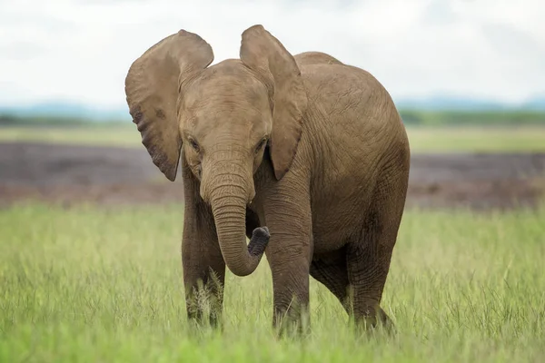 在肯尼亚安博塞利国家公园 非洲象宝宝 Loxodonta Africana 站在那里 目不转睛地看着摄像机 — 图库照片