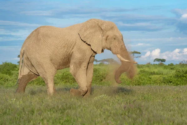 Toro Elefante Africano Loxodonta Africana Piedi Sulla Savana Gettando Sabbia — Foto Stock