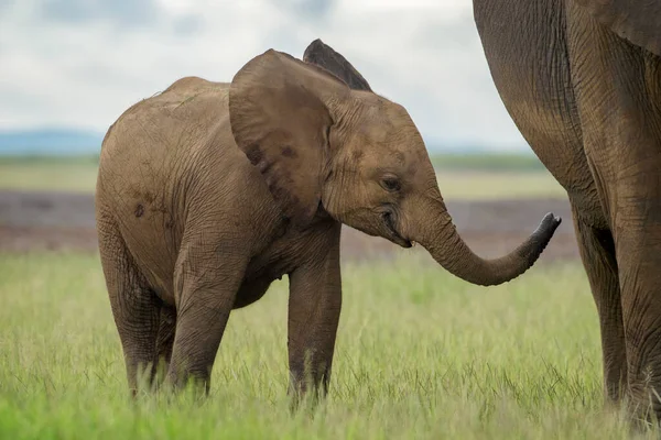 Baby Elefante Africano Loxodonta Africana Che Nutre Madre Parco Nazionale — Foto Stock