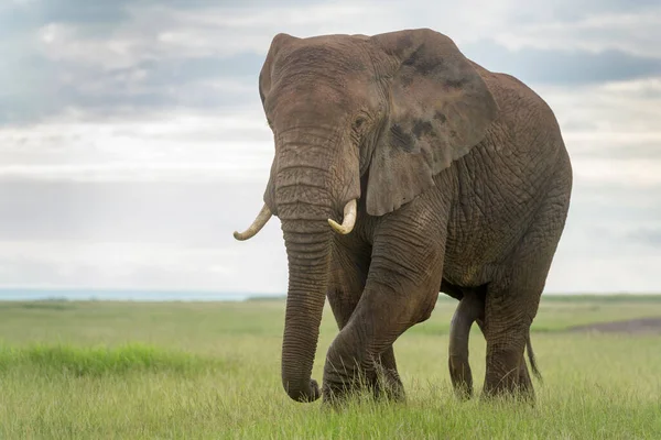 Afrikanischer Elefantenbulle Loxodonta Africana Auf Savannenwanderung Blick Die Kamera Amboseli — Stockfoto