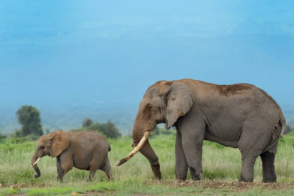 Elefante Africano Loxodonta Africana Toro Stand Savana Con Giovane Parco — Foto Stock