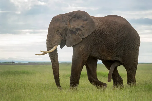 Afrikanischer Elefantenbulle Loxodonta Africana Auf Savannenwanderung Amboseli Nationalpark Kenia — Stockfoto