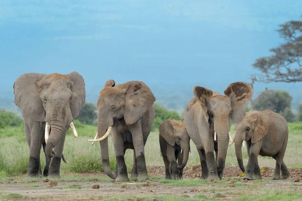 非洲象 Loxodonta Africana 群行走在肯尼亚安博塞利国家公园的草原上 — 图库照片