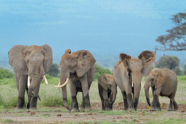 African elephant (Loxodonta africana) herd walking on savanna, Amboseli national park, Kenya.