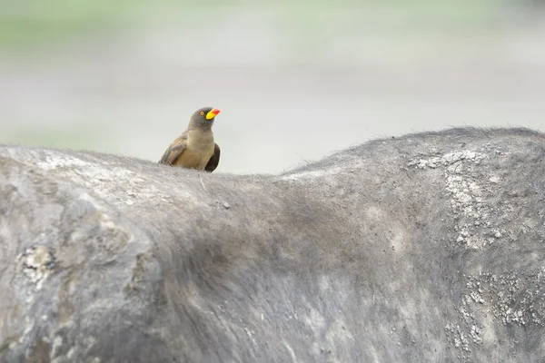 肯尼亚安博塞利国家公园布法罗角 Syncerus Caffer 后面的一只黄嘴牛 Buphagus Africanus — 图库照片