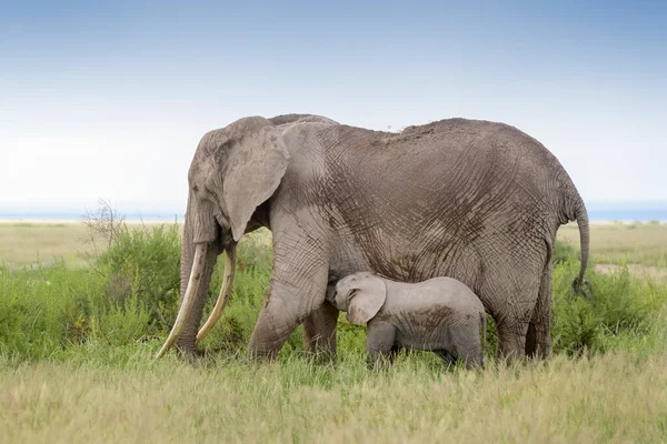 肯尼亚安博塞利国家公园 非洲象 Loxodonta Africana 母亲喂养婴儿 — 图库照片