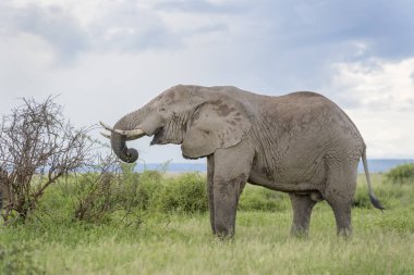 Afrika fili (Loxodonta africana) akasya çalısı, Amboseli ulusal parkı, Kenya.