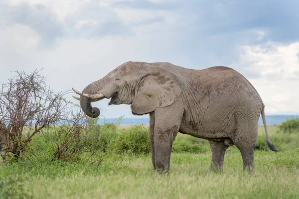 Afrikansk Elefant Loxodonta Africana Som Livnär Sig Akaciabuske Amboseli Nationalpark — Stockfoto