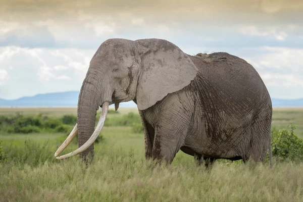 African Elephant Loxodonta Africana Long Tusk Standing Savanna Amboseli National — Stock Photo, Image