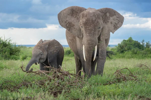 非洲象 Loxodonta Africana 的母亲 育有孩子 在肯尼亚安博赛里国家公园的橡胶树下觅食 — 图库照片