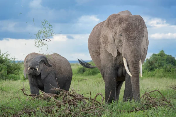 Elefante Africano Loxodonta Africana Madre Con Bambino Che Gioca Con — Foto Stock