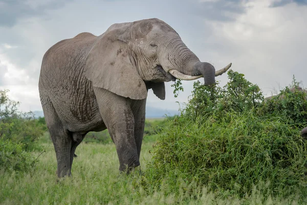 Elefante Africano Loxodonta Africana Toro Alimentándose Del Arbusto Acacia Parque — Foto de Stock