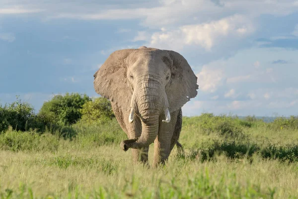 Elefante Africano Loxodonta Africana Caminando Sobre Sabana Mirando Cámara Parque — Foto de Stock