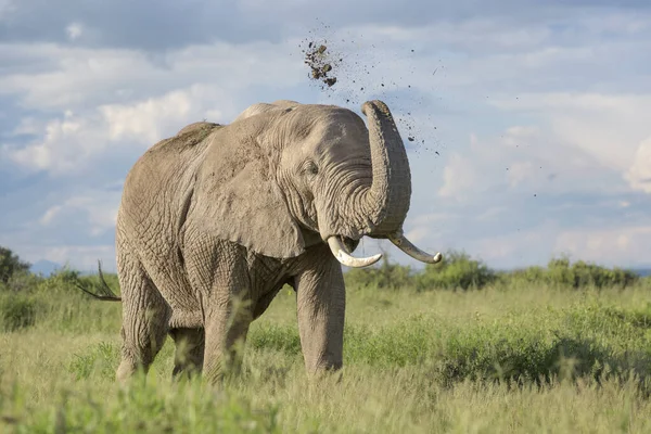 非洲象 Loxodonta Africana 在肯尼亚安博塞利国家公园的背上扔草 — 图库照片