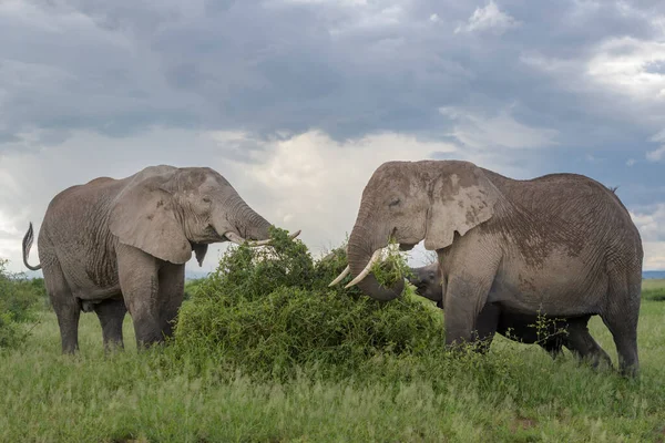 非洲象 Loxodonta Africana 在肯尼亚安博塞利国家公园的洋蓟丛中觅食 — 图库照片