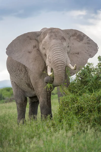 Afrikanischer Elefantenbulle Loxodonta Africana Der Sich Vom Akazienbusch Ernährt Amboseli — Stockfoto