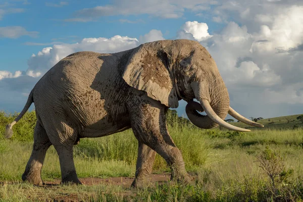 Afrikanischer Elefantenbulle Loxodonta Africana Auf Savannenwanderung Amboseli Nationalpark Kenia — Stockfoto