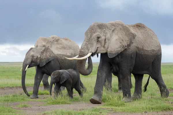 Manada Elefantes Africanos Loxodonta Africana Caminando Junto Con Bebé Savanna — Foto de Stock