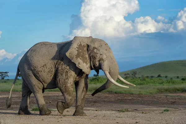 Afrikansk Elefant Loxodonta Africana Tjur Promenader Savanna Amboseli Nationalpark Kenya — Stockfoto