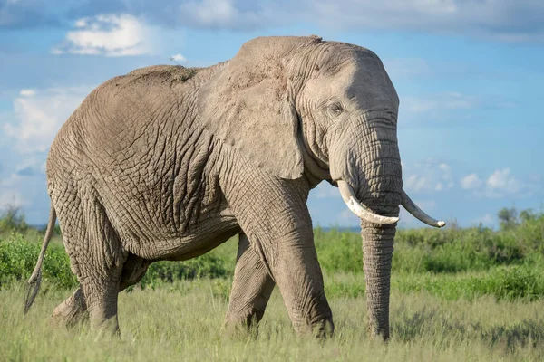 Africký Slon Loxodonta Africana Býk Kráčející Savaně Národní Park Amboseli — Stock fotografie