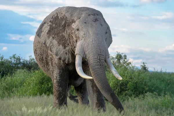 Toro Elefante Africano Loxodonta Africana Che Nutre Savana Parco Nazionale — Foto Stock