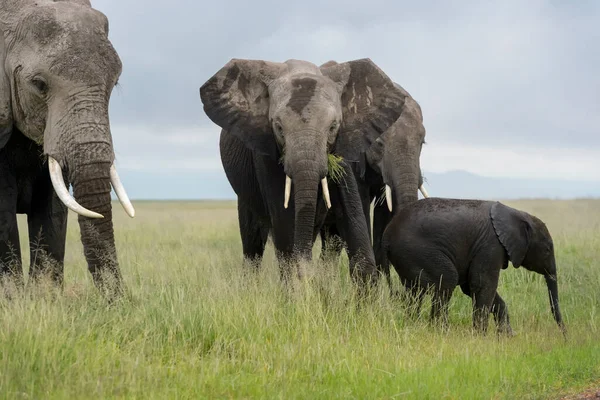 Manada Elefantes Africanos Loxodonta Africana Comiendo Hierba Junto Con Bebé —  Fotos de Stock