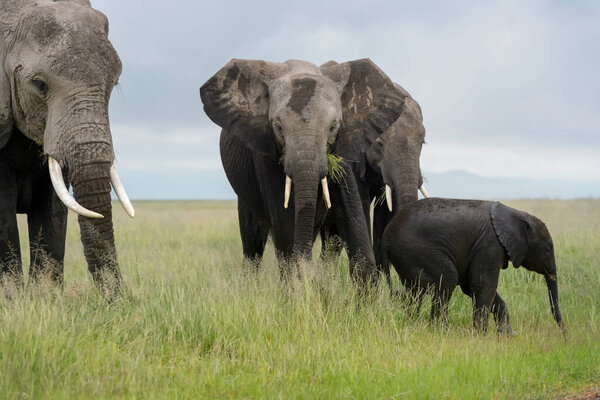 African elephant (Loxodonta africana) herd eating grass, together with baby on savanna, Amboseli national park, Kenya.