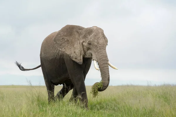 Elefante Africano Loxodonta Africana Che Cammina Mangia Erba Sulla Savana — Foto Stock