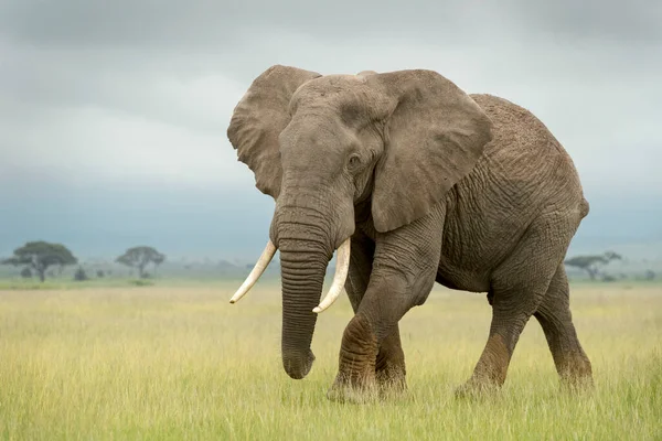 Afrikanischer Elefantenbulle Loxodonta Africana Auf Savannenwanderung Blick Die Kamera Amboseli lizenzfreie Stockfotos