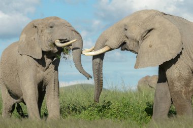 İki Afrika fili (Loxodonta africana), Amboseli Ulusal Parkı, Kenya.