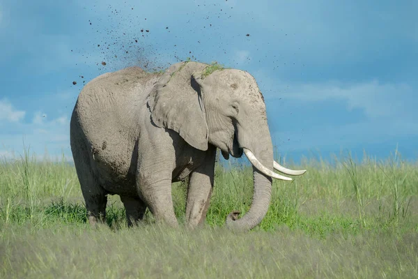 Afrikanischer Elefant Loxodonta Africana Wirft Sand Auf Den Rücken Amboseli — Stockfoto