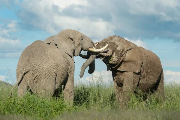 Två Afrikanska Elefanter Loxodonta Africana Tjur Kämpar För Dominans Amboseli — Stockfoto