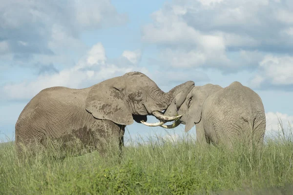 Två Afrikanska Elefanter Loxodonta Africana Tjur Kämpar För Dominans Amboseli — Stockfoto