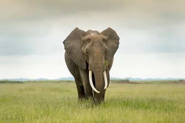 Afrikanischer Elefant Loxodonta Africana Auf Nahrungssuche Der Savanne Amboseli Nationalpark — Stockfoto