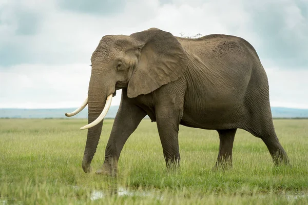 Afrikansk Elefant Loxodonta Africana Promenader Savanna Amboseli Nationalpark Kenya — Stockfoto
