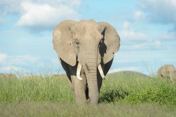 非洲象 Loxodonta Africana 在肯尼亚安博塞利国家公园的稀树草原上行走 — 图库照片