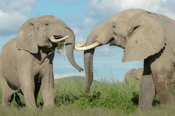 肯尼亚安博塞利国家公园两只非洲象 Loxodonta Africana 为争夺统治地位而进行的斗牛 — 图库照片