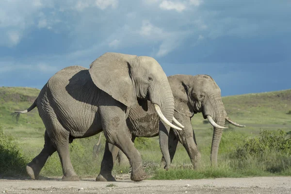 Due Elefanti Africani Loxodonta Africana Passeggiano Sulla Savana Parco Nazionale — Foto Stock