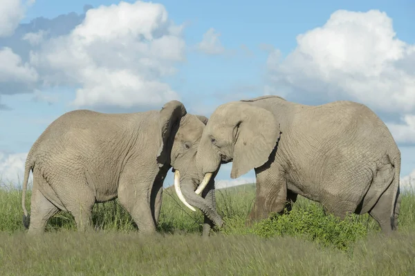 肯尼亚安博塞利国家公园两只非洲象 Loxodonta Africana 为争夺统治地位而进行的斗牛 — 图库照片