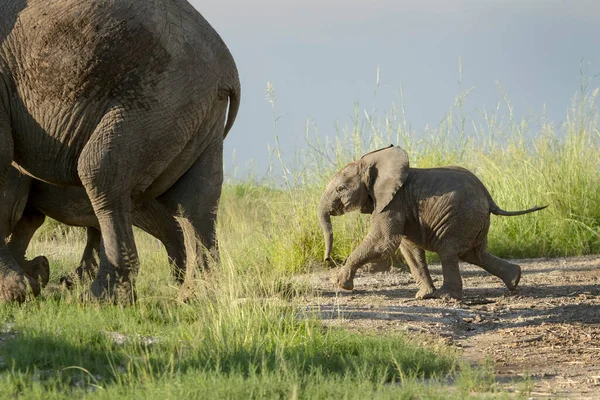 Elefante Africano Loxodonta Africana Bebé Corriendo Detrás Madre Parque Nacional — Foto de Stock