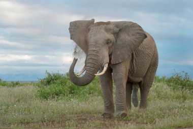 Afrika fili (Loxodonta africana) savananın üzerinde duran, kum atan, Amboseli milli parkı, Kenya.