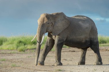 African elephant (Loxodonta africana) walking on savanna, Amboseli national park, Kenya.