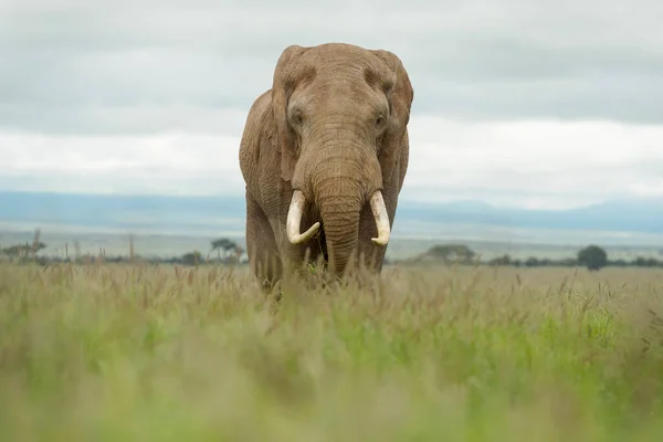 Αφρικανικός Ελέφαντας Loxodonta Africana Ταύρος Περπάτημα Σαβάνα Κοιτάζοντας Κάμερα Amboseli — Φωτογραφία Αρχείου