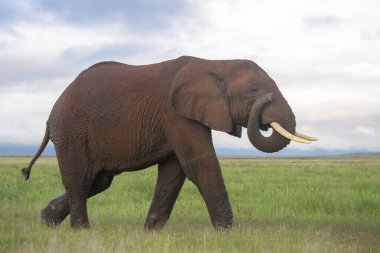 Genç Afrika fili (Loxodonta africana) boğa, Amboseli Ulusal Parkı, Kenya.