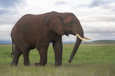 Genç Afrika fili (Loxodonta africana) boğa, savanada yürüyor, Amboseli ulusal parkı, Kenya.