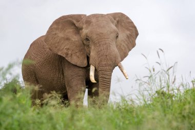 African elephant (Loxodonta africana) bull standing on savanna, looking at camera, Amboseli national park, Kenya.