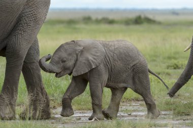 Afrika fili (Loxodonta africana), Amboseli Ulusal Parkı, Kenya.